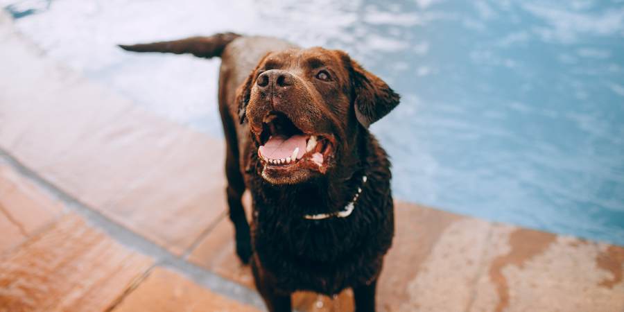 cão na piscina no verão